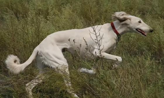 山东细犬不仅捕猎是把好手，对主人还很忠诚