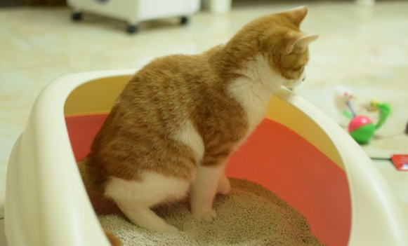 教会猫咪使用猫砂盆，定期消毒很重要