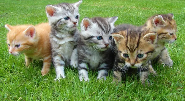 这四大宠物猫想必你一定听说过吧