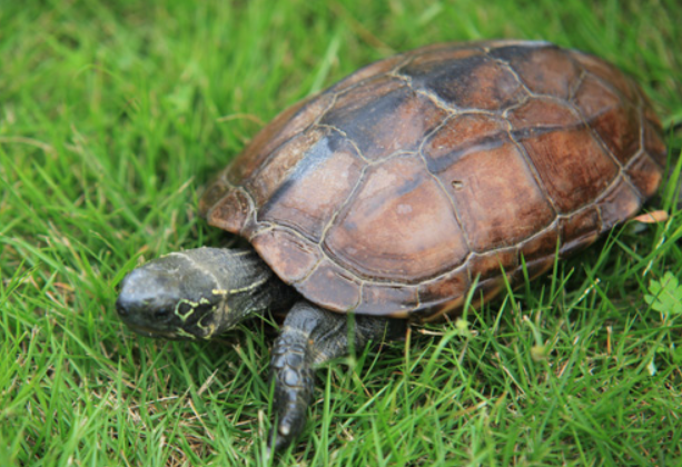 草龟和巴西龟的寿命都比较长，大约可以活二十年甚至更久